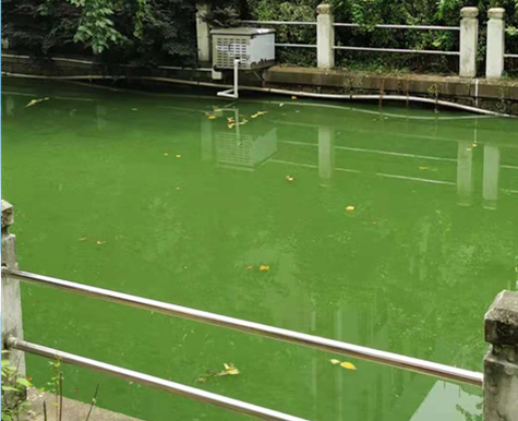 水體除藻服務(wù)